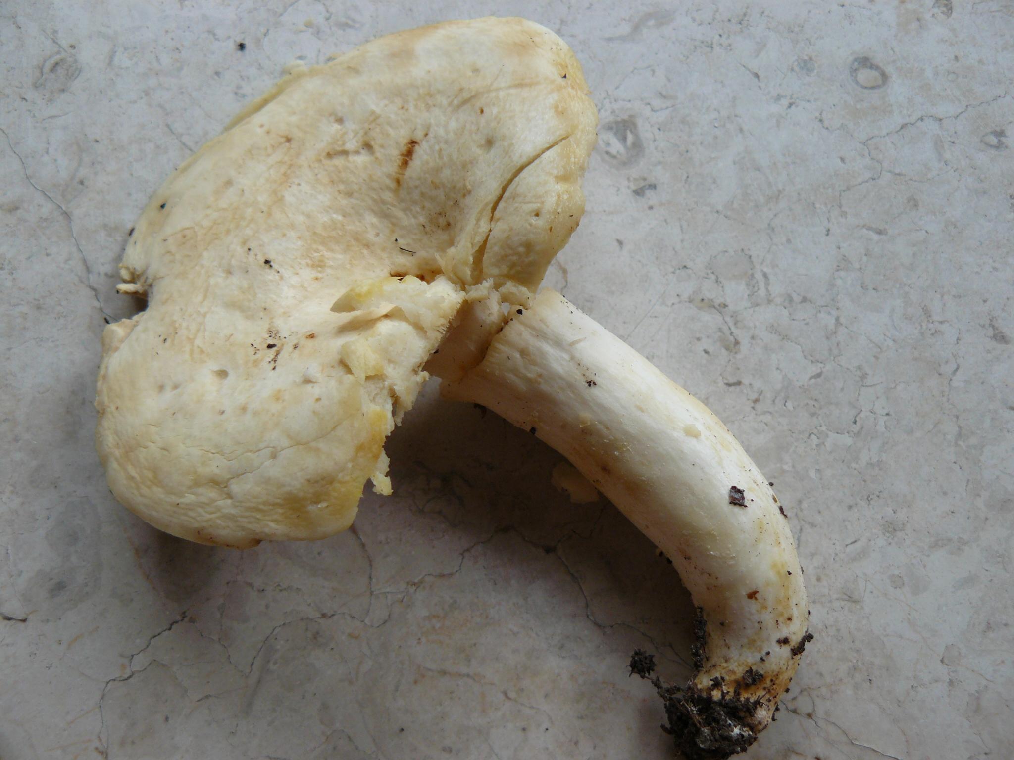 fungo bianco